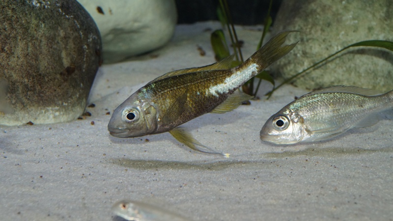 Ophthalmotilapia ventralis 'Kapampa'